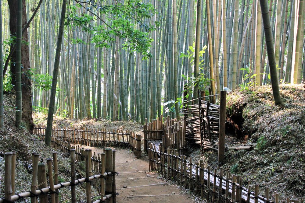 ひよどり坂の画像 - 2枚目