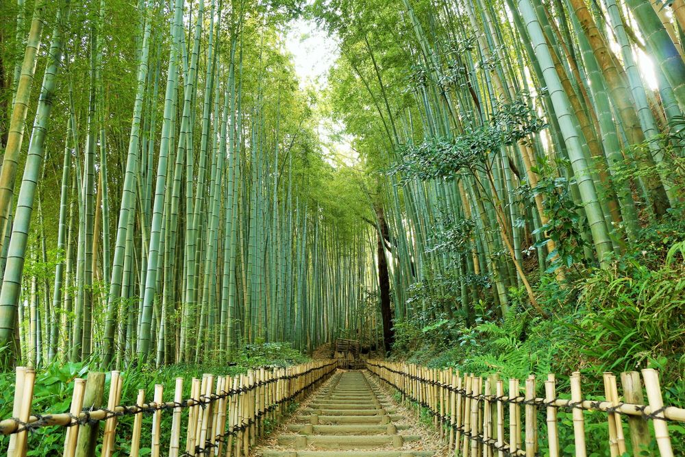 ひよどり坂の画像 - 3枚目