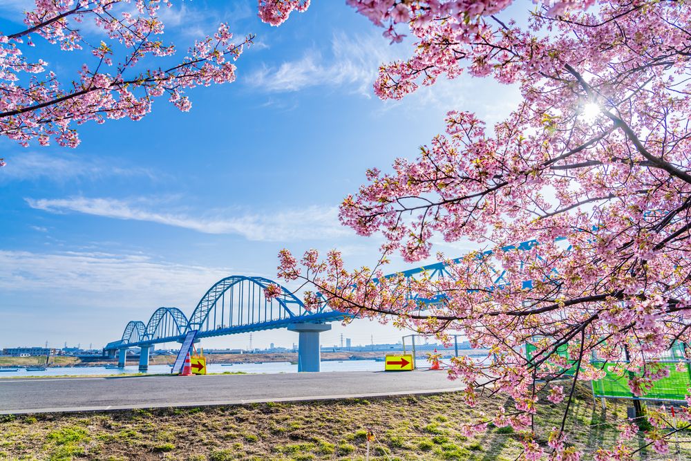 妙典スーパー堤防自由広場の画像 - 3枚目