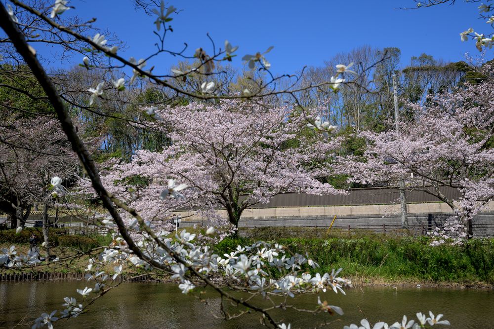 花島公園の画像 - 4枚目