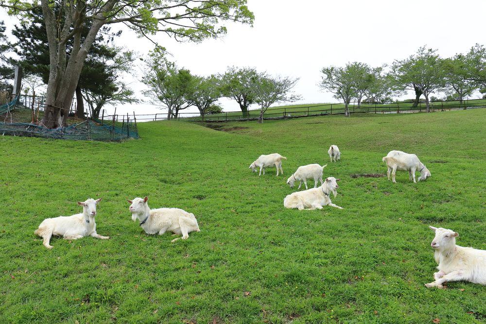 千葉県酪農のさとの画像 - 5枚目