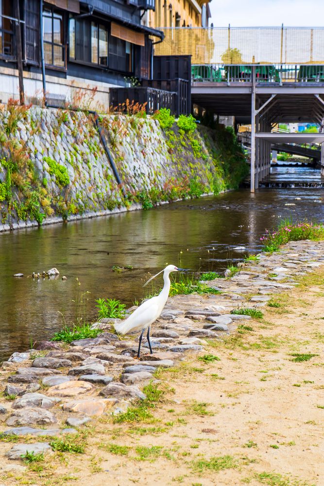 鴨川の画像 - 5枚目