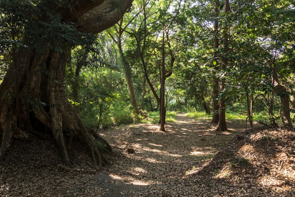 山王台公園の画像 - 4枚目