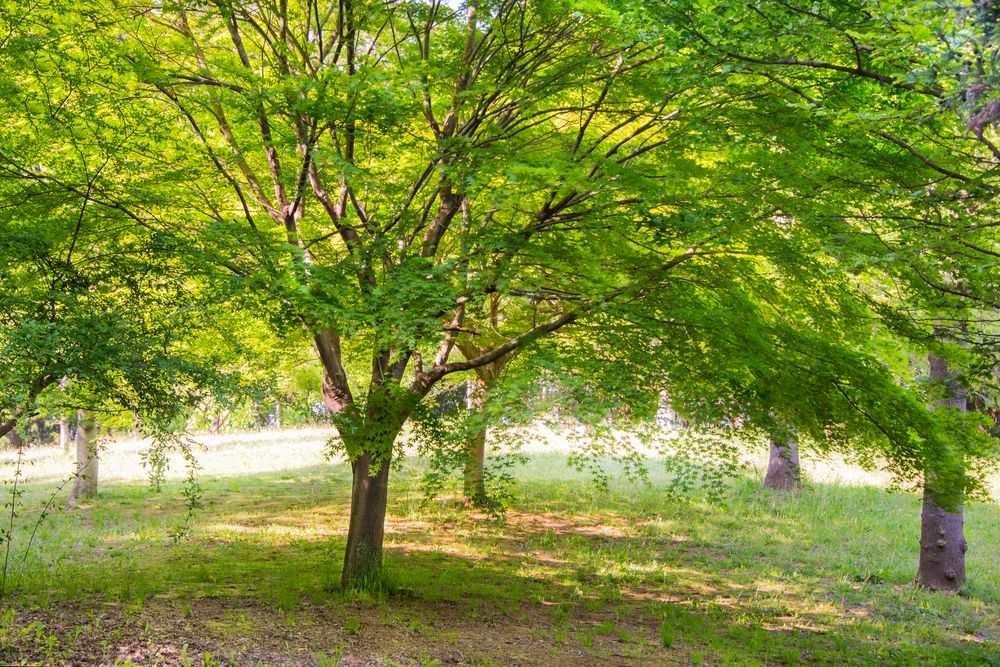 手賀の丘公園の画像 - 2枚目