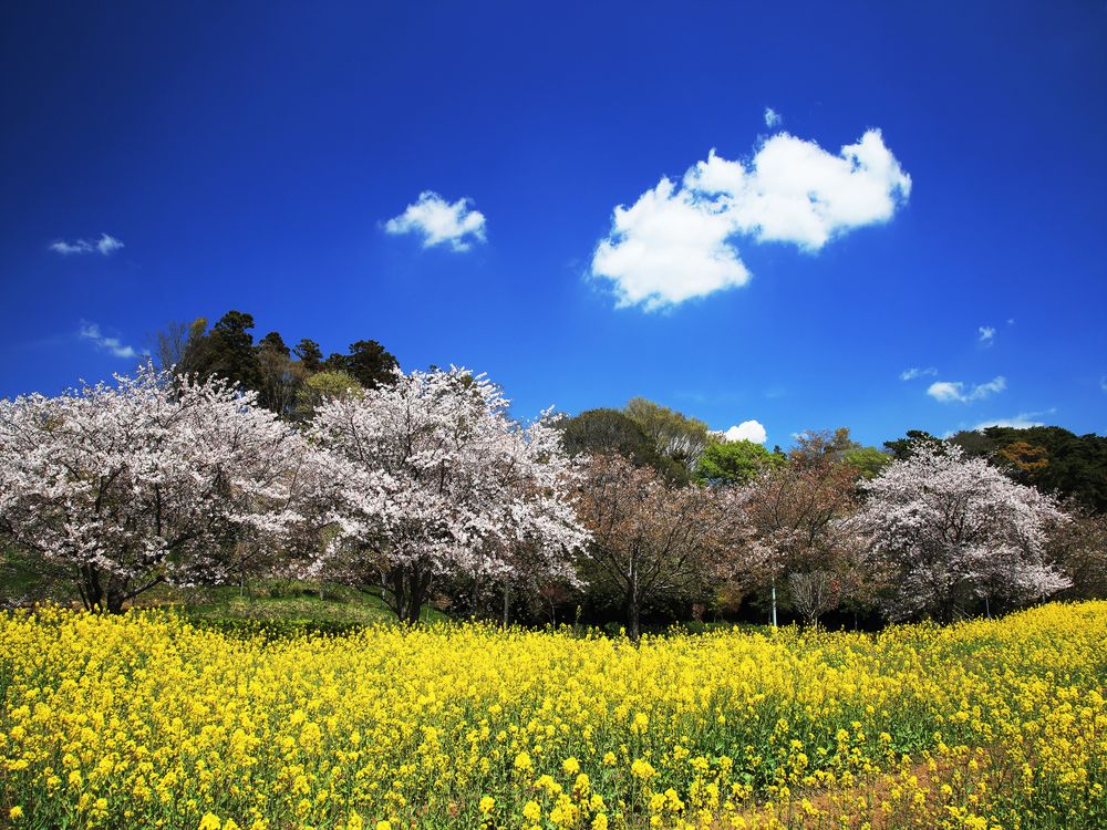 手賀沼公園の画像 - 2枚目