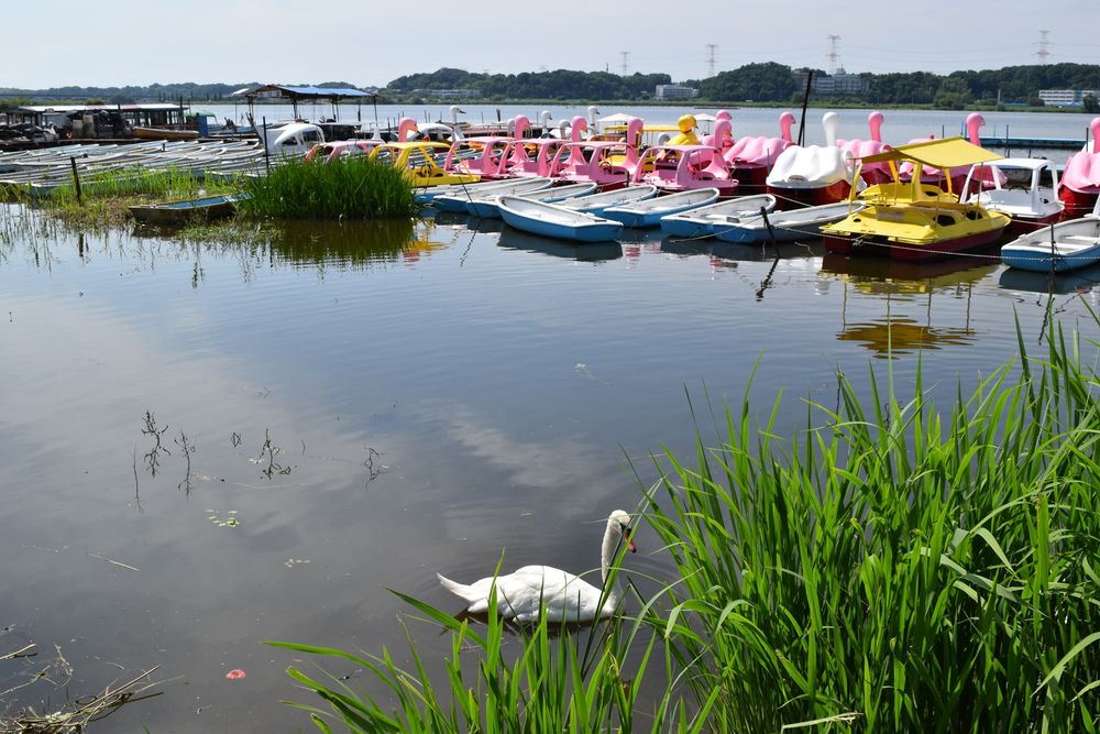 手賀沼公園の画像 - 4枚目
