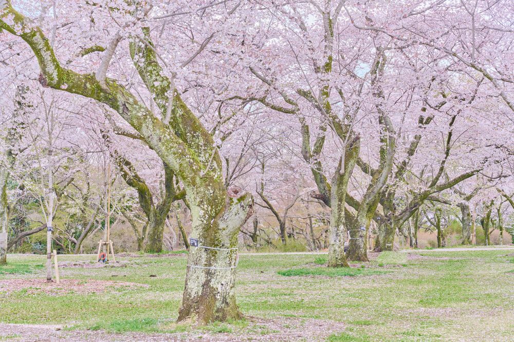 あけぼの山公園の画像 - 2枚目