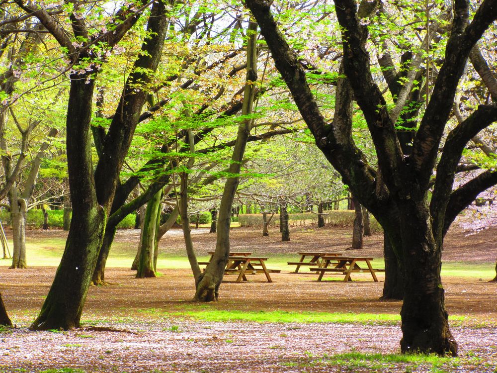 柏の葉公園の画像 - 3枚目