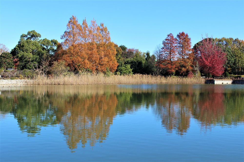 柏の葉公園の画像 - 4枚目