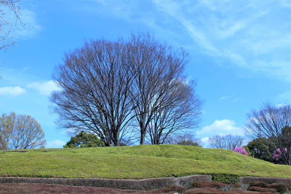 柏の葉公園の画像 - 5枚目