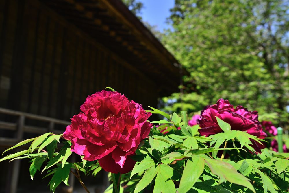 飯高寺の画像 - 5枚目