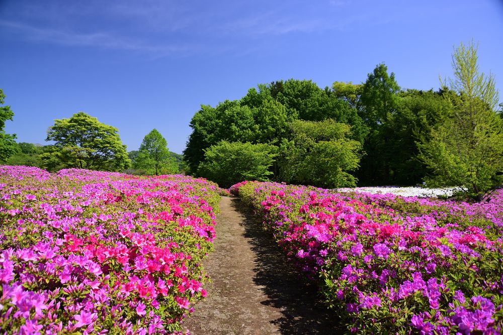 あつぎつつじの丘公園の画像 - 3枚目