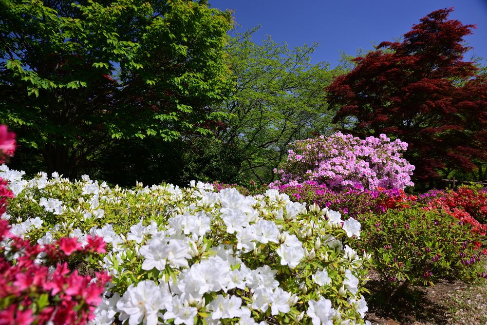 あつぎつつじの丘公園の画像 - 4枚目