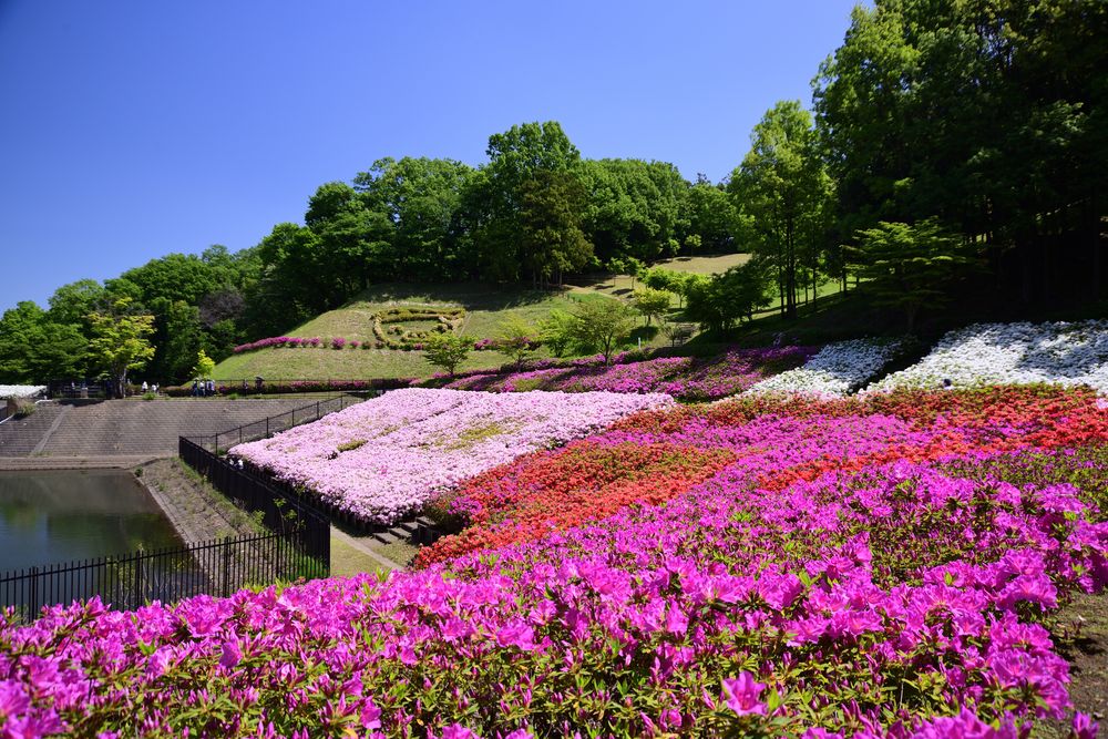 あつぎつつじの丘公園の画像 - 5枚目