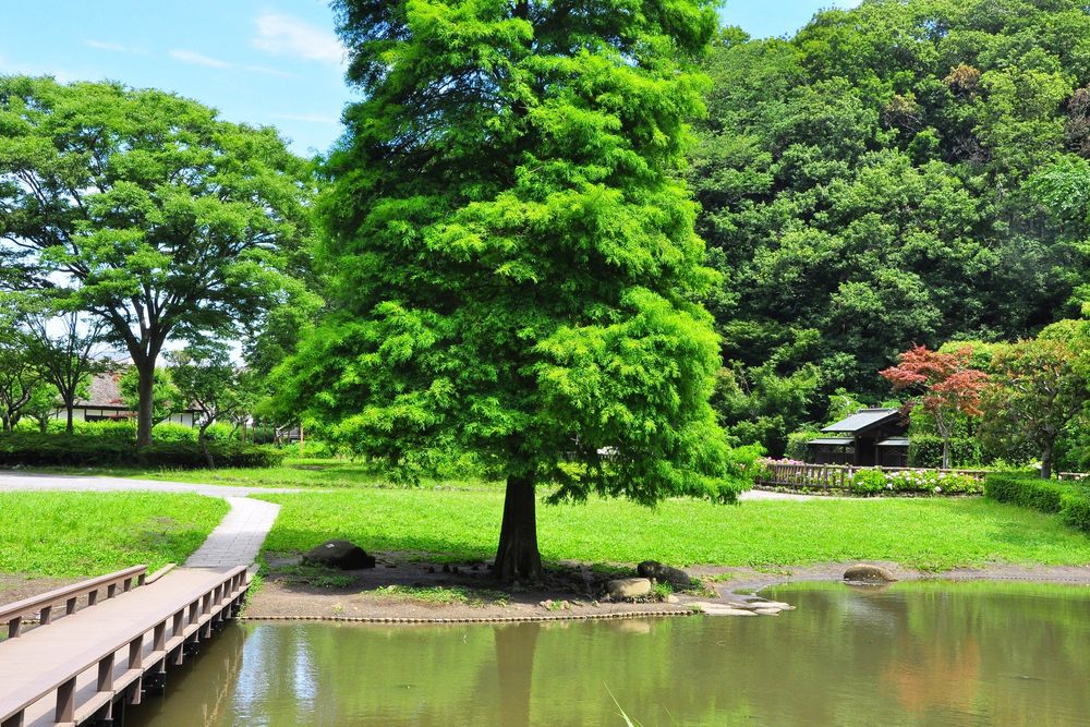 新林公園の画像 - 3枚目