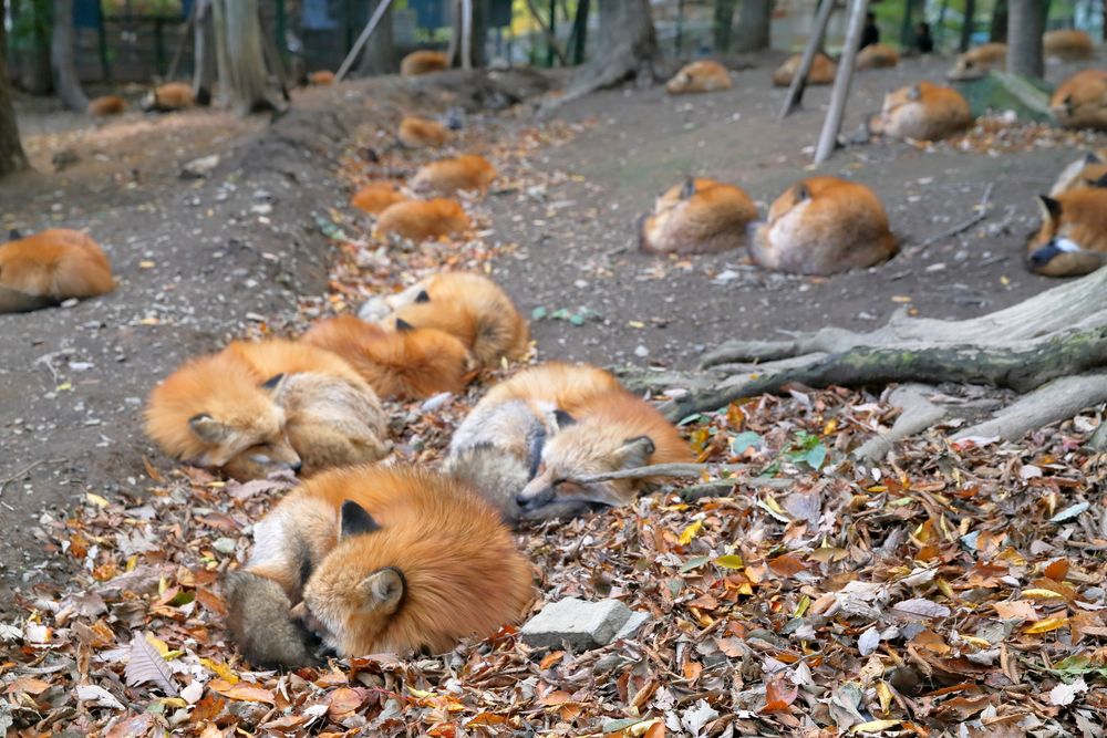 宮城蔵王 キツネ村の画像 - 3枚目