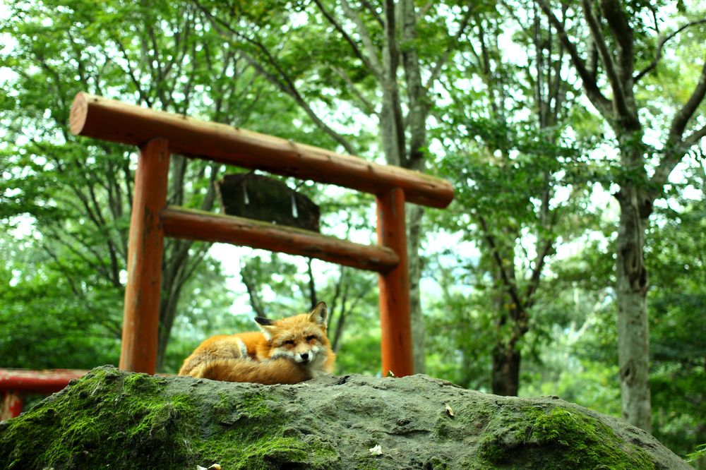 宮城蔵王 キツネ村の画像 - 5枚目