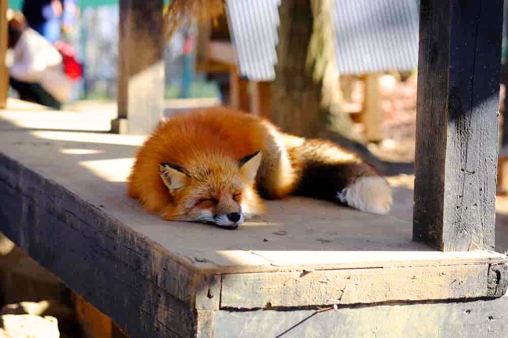 宮城蔵王 キツネ村の画像 - 6枚目