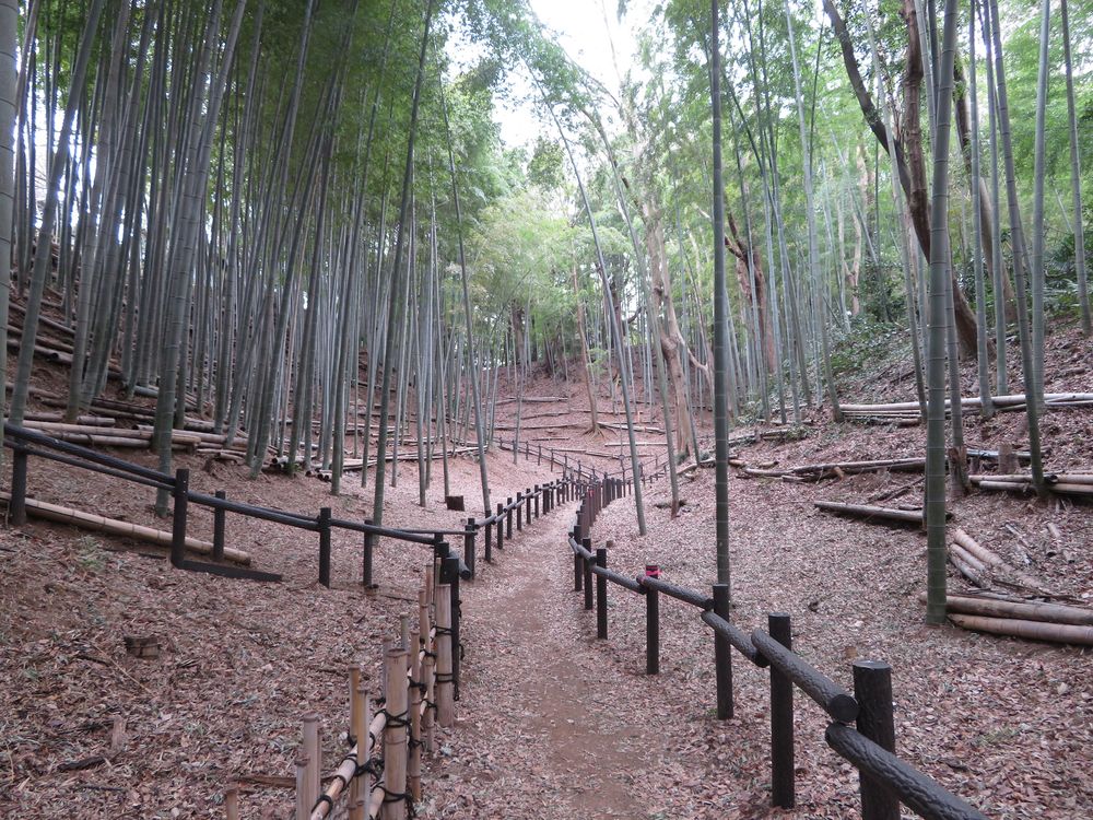 小机城址市民の森の画像 - 4枚目
