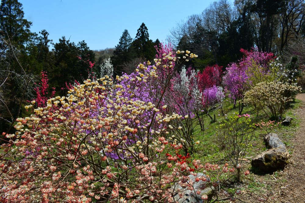 城山かたくりの里の画像 - 2枚目