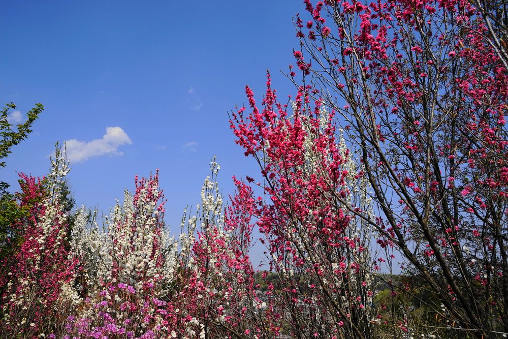 城山かたくりの里の画像 - 4枚目
