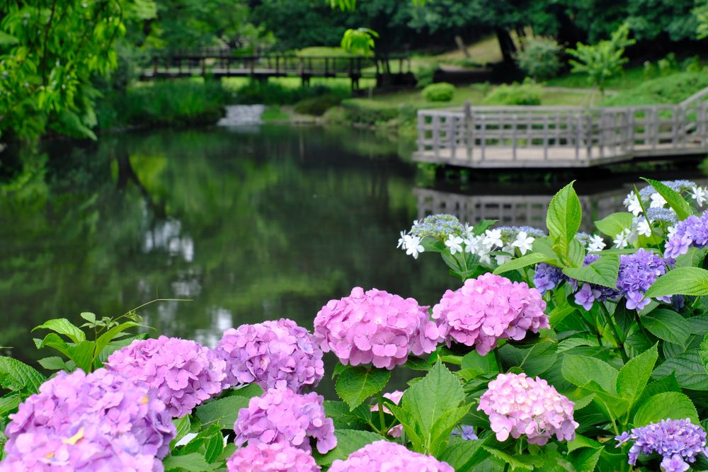 道保川公園の画像 - 4枚目
