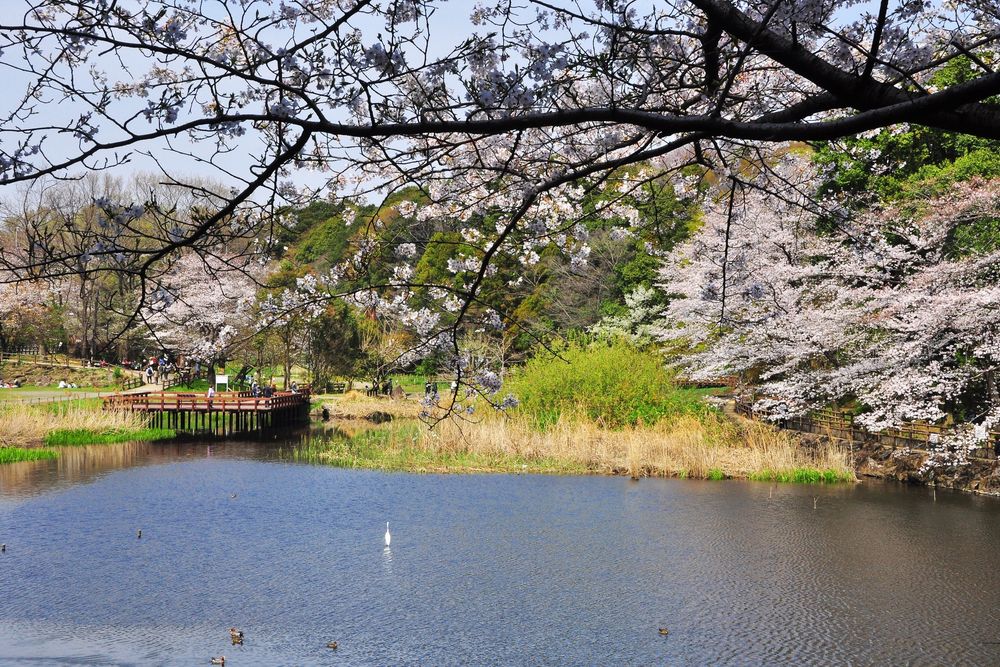 引地台公園の画像 - 5枚目