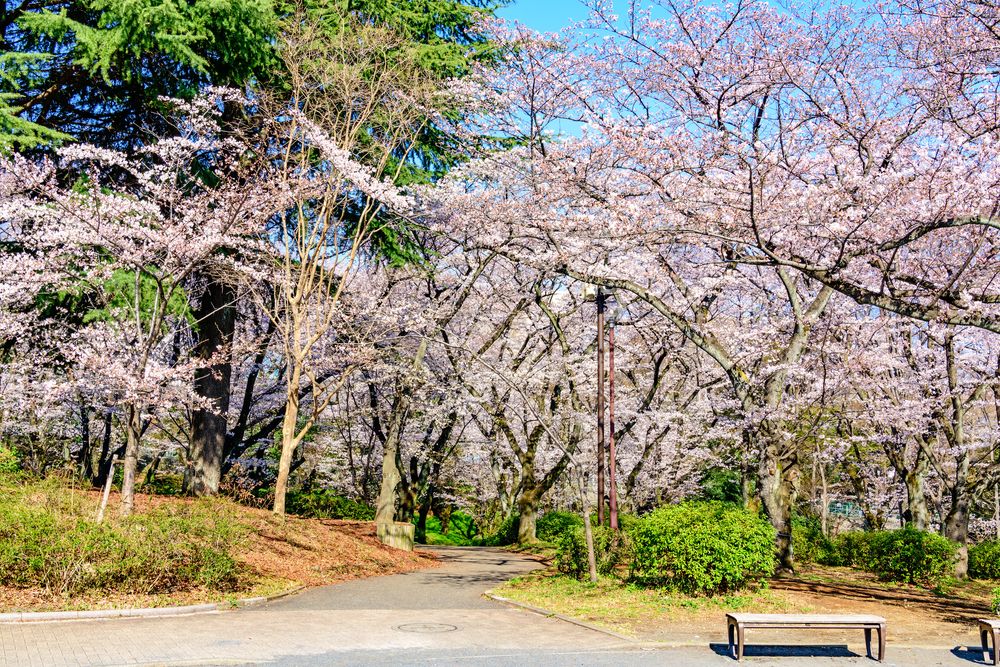 三ツ沢公園の画像 - 2枚目
