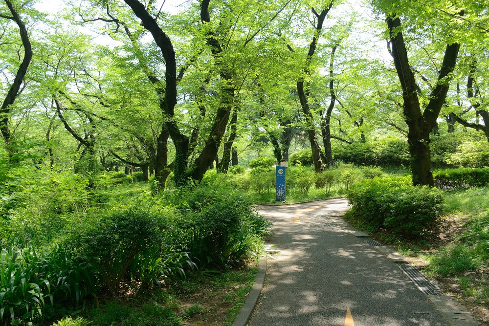 三ツ沢公園の画像 - 4枚目