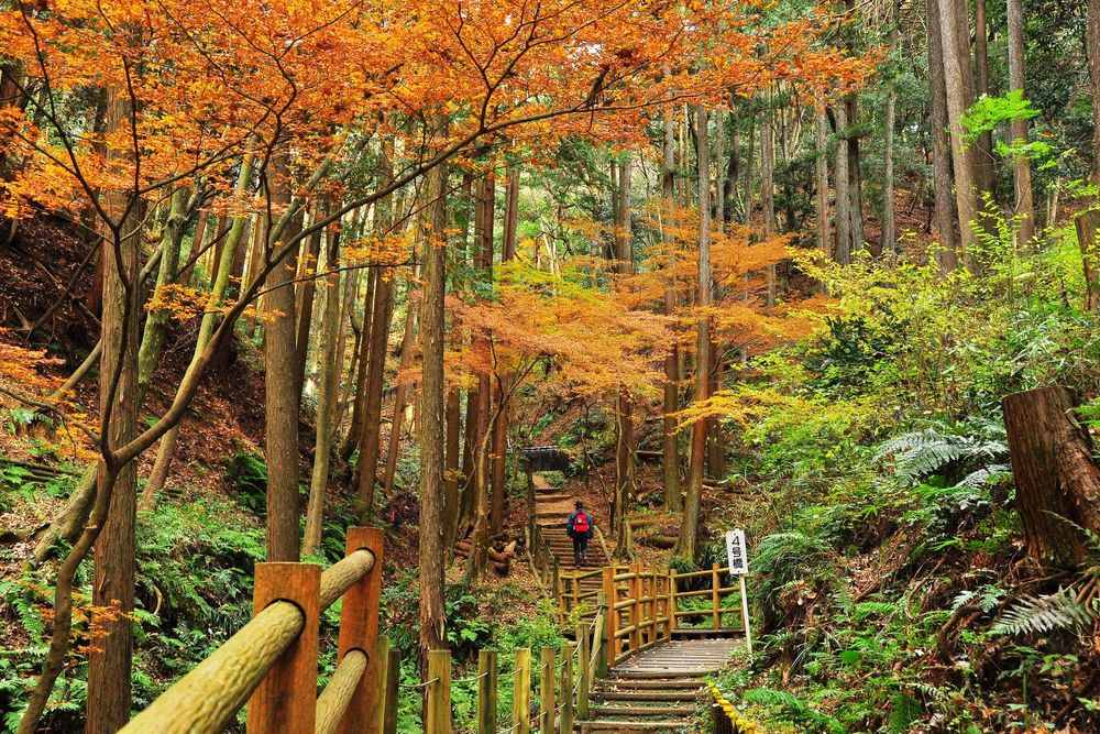 七沢森林公園の画像 - 4枚目