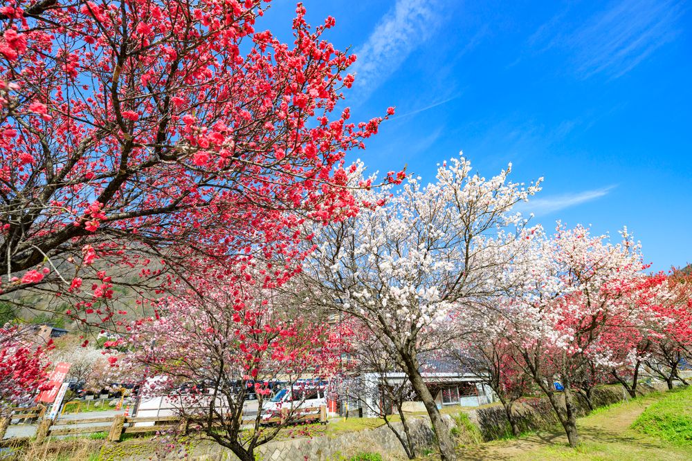 昼神温泉郷の画像 - 4枚目