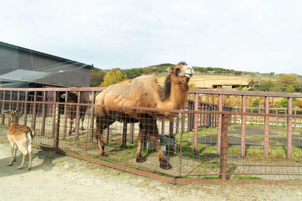 東北サファリパークの画像 - 3枚目