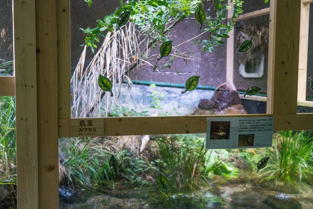 アクアマリンいなわしろカワセミ水族館の画像 - 3枚目