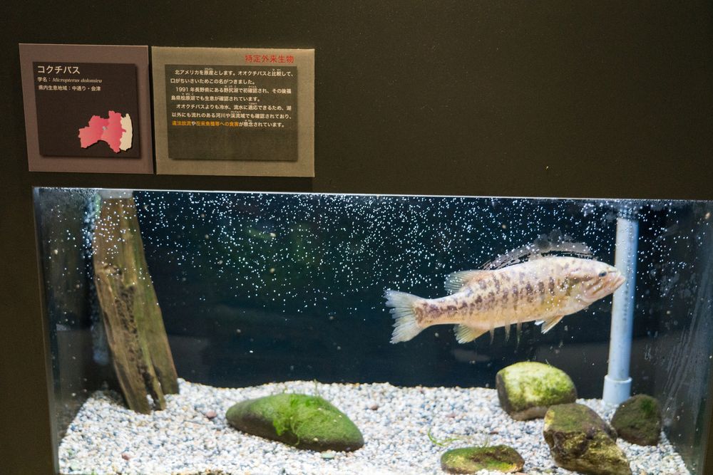 アクアマリンいなわしろカワセミ水族館の画像 - 5枚目