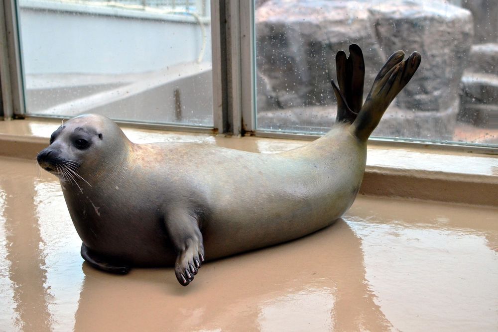 新潟市水族館 マリンピア日本海】の周辺スポット・アクセス・口コミ