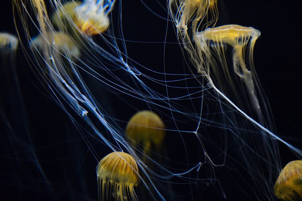 新潟市水族館 マリンピア日本海の画像 - 3枚目