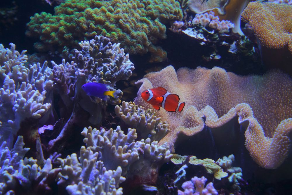 新潟市水族館 マリンピア日本海の画像 - 4枚目