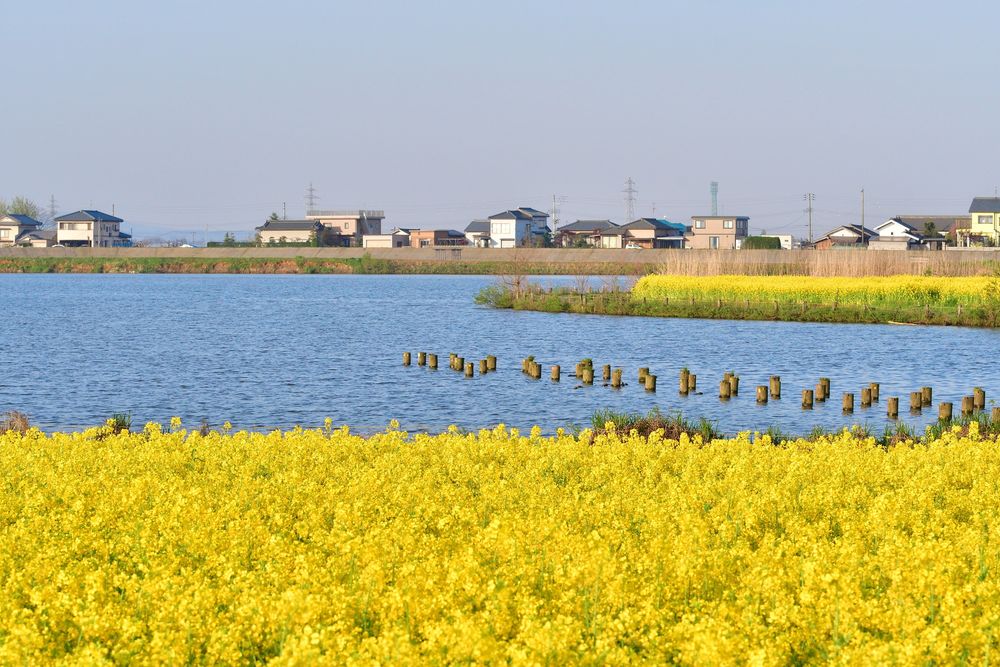 福島潟の画像 - 4枚目