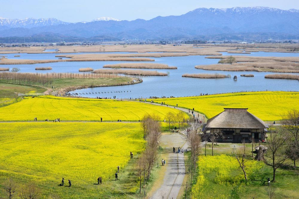 福島潟の画像 - 7枚目