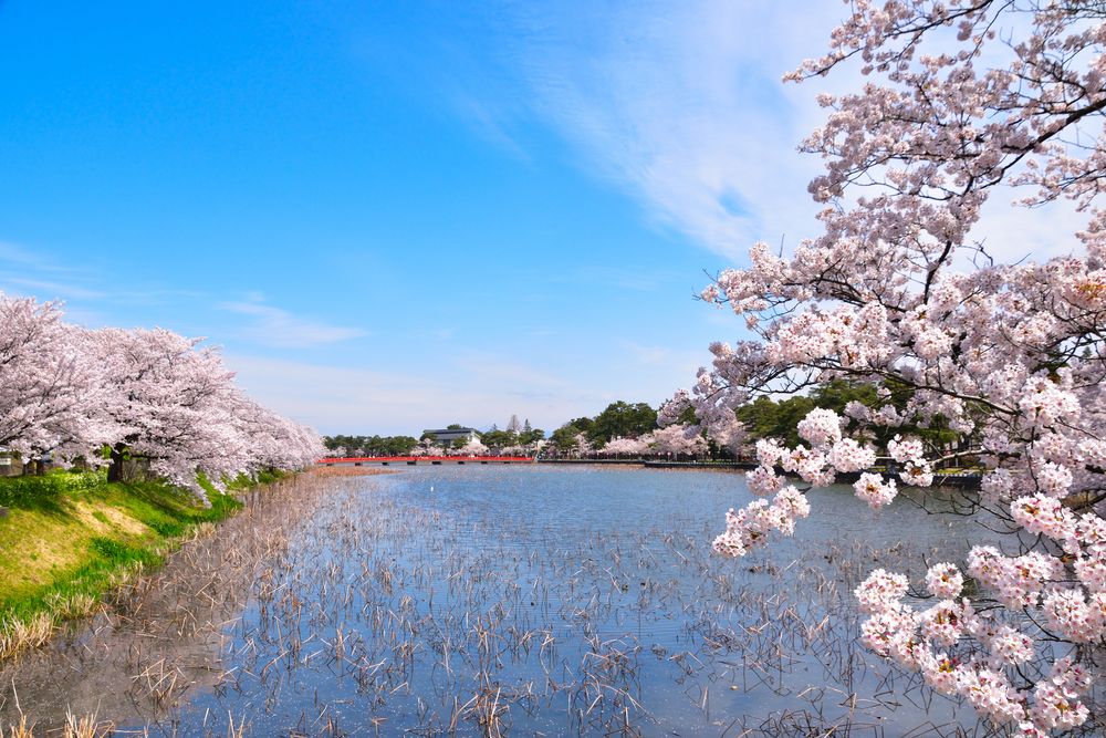 高田城址公園の画像 - 3枚目