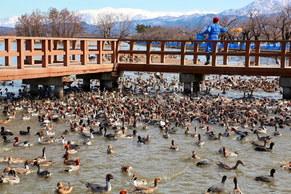 瓢湖水きん公園の画像 - 3枚目