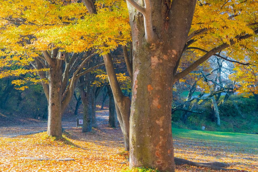 松本市アルプス公園の画像 - 3枚目