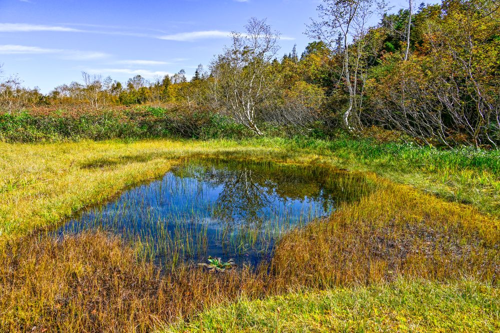 栂池自然園の画像 - 5枚目
