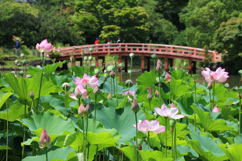 白水阿弥陀堂の画像 - 2枚目