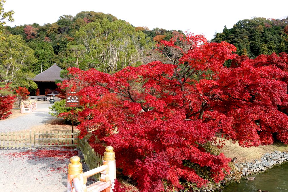 白水阿弥陀堂の画像 - 4枚目