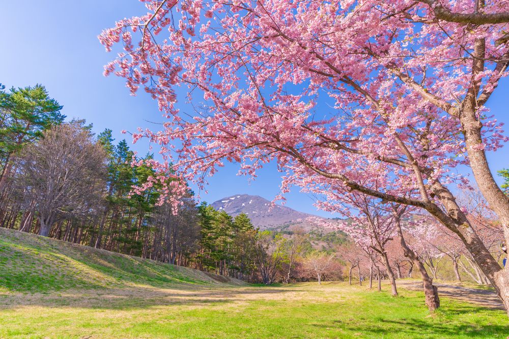 天鏡台・昭和の森公園の画像 - 2枚目