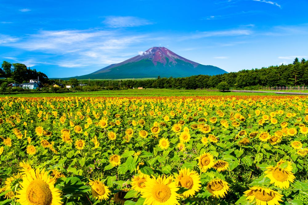 山中湖 花の都公園の画像 - 4枚目