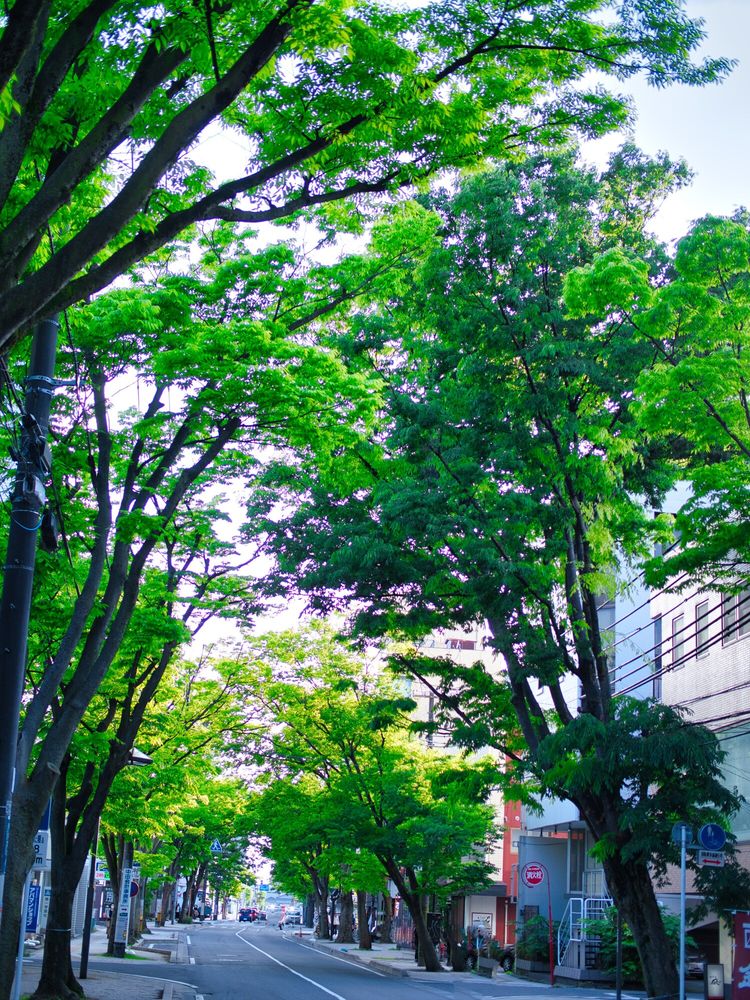 けやき通りの画像 - 3枚目