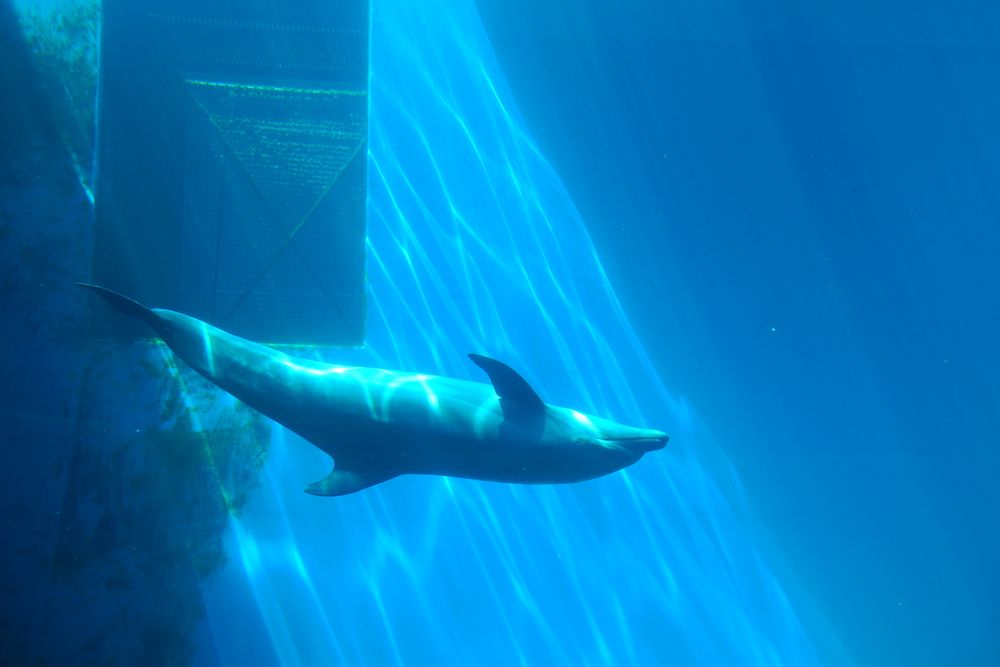 上越市立水族博物館 うみがたりの画像 - 3枚目