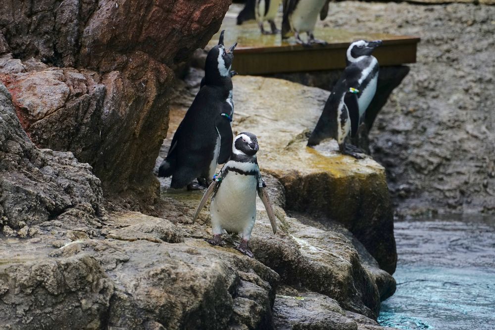 上越市立水族博物館 うみがたりの画像 - 4枚目